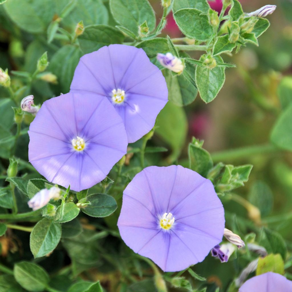 Riippakierto - Convolvulus sabatius