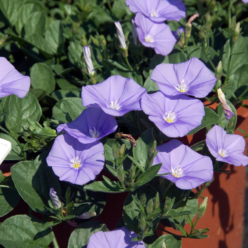 Riippakierto - Convolvulus sabatius
