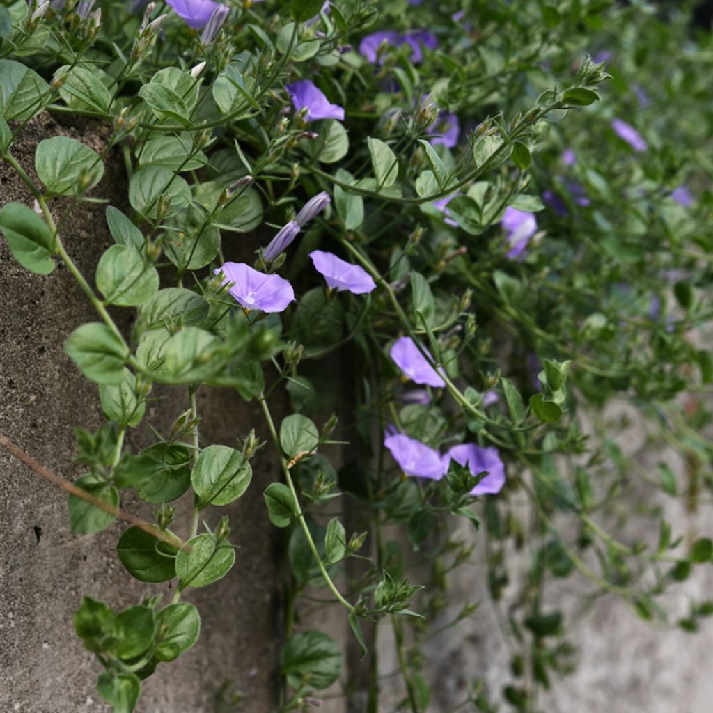 Riippakierto - Convolvulus sabatius