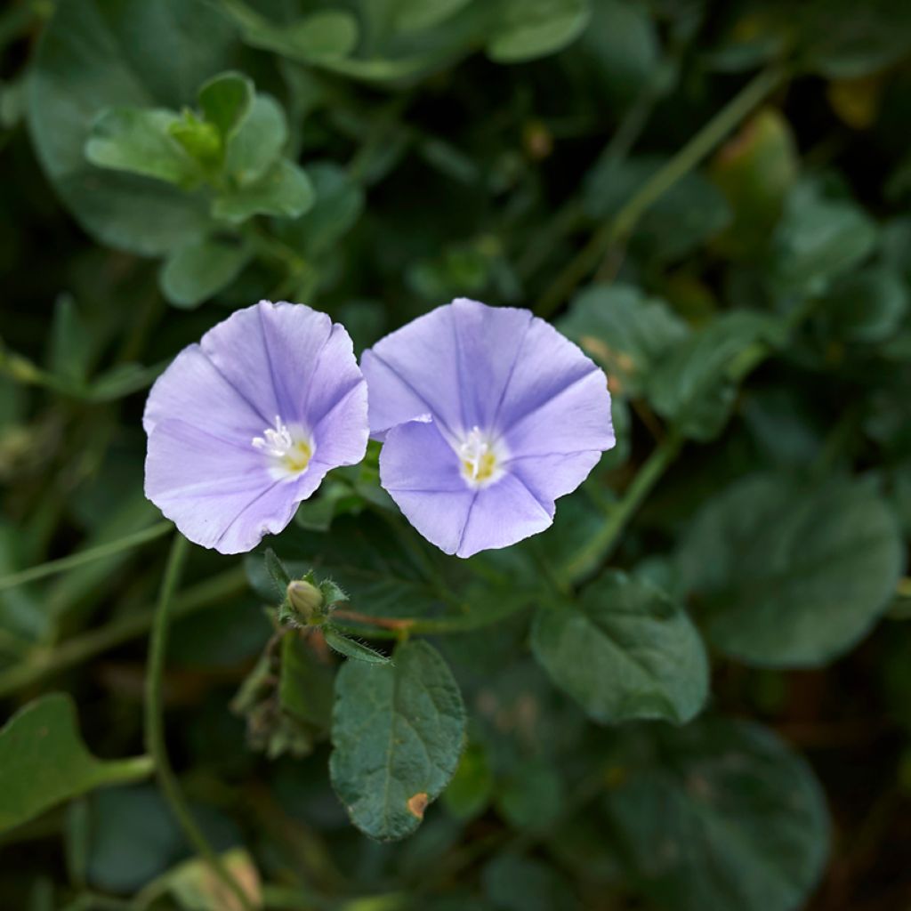 Riippakierto - Convolvulus sabatius