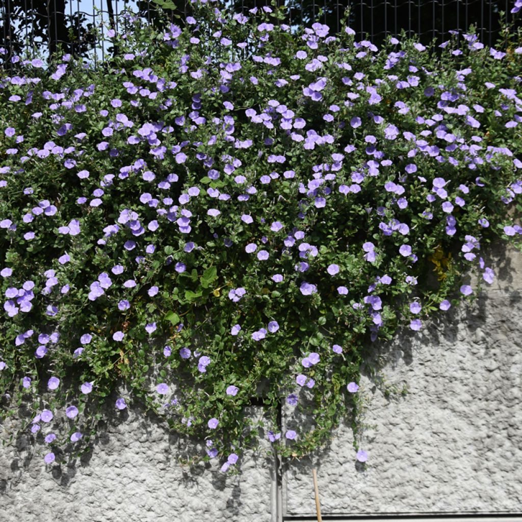 Riippakierto - Convolvulus sabatius