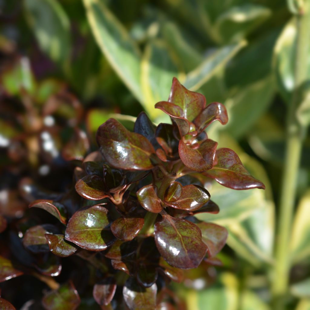 Koprosma Chocolate Soldier