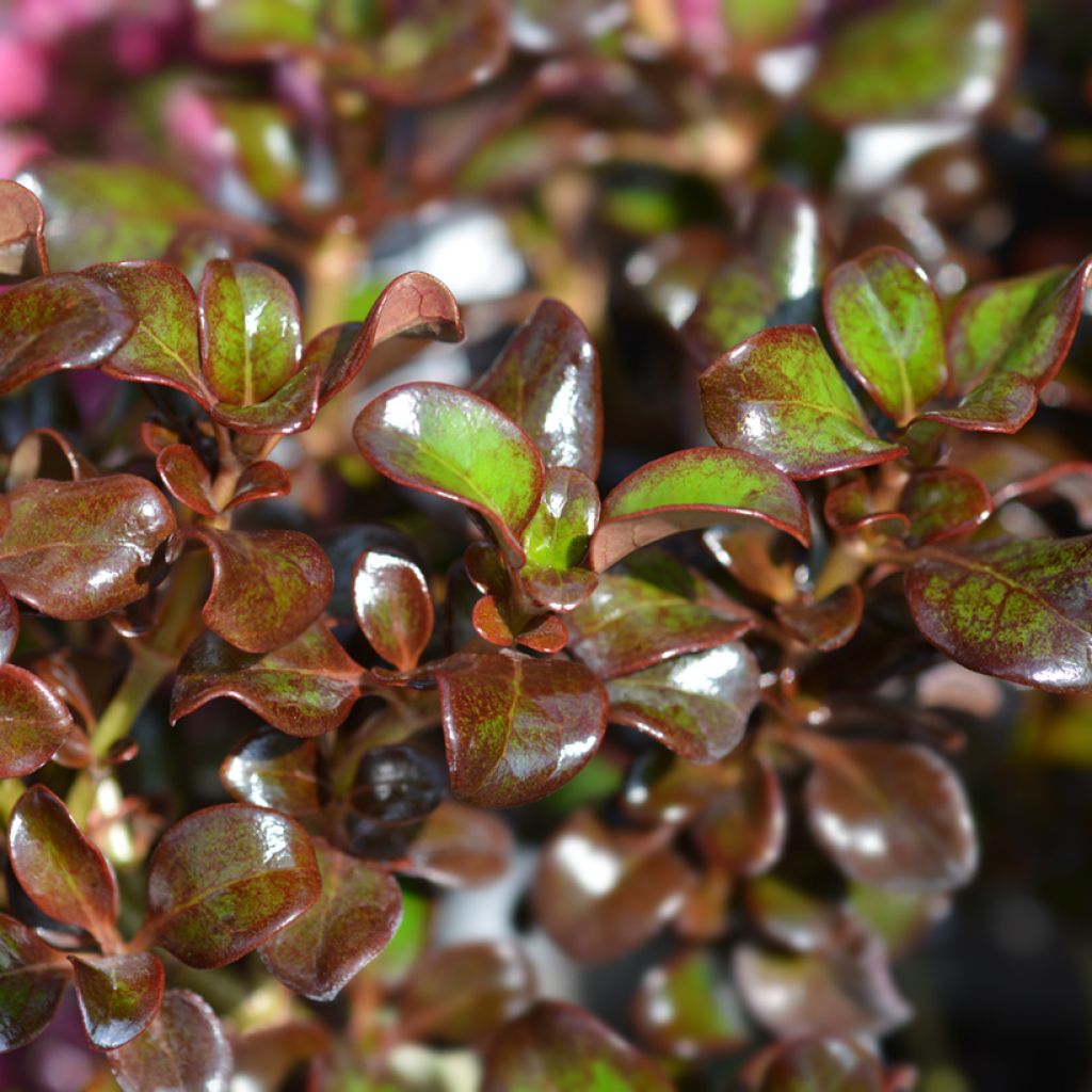 Koprosma Chocolate Soldier