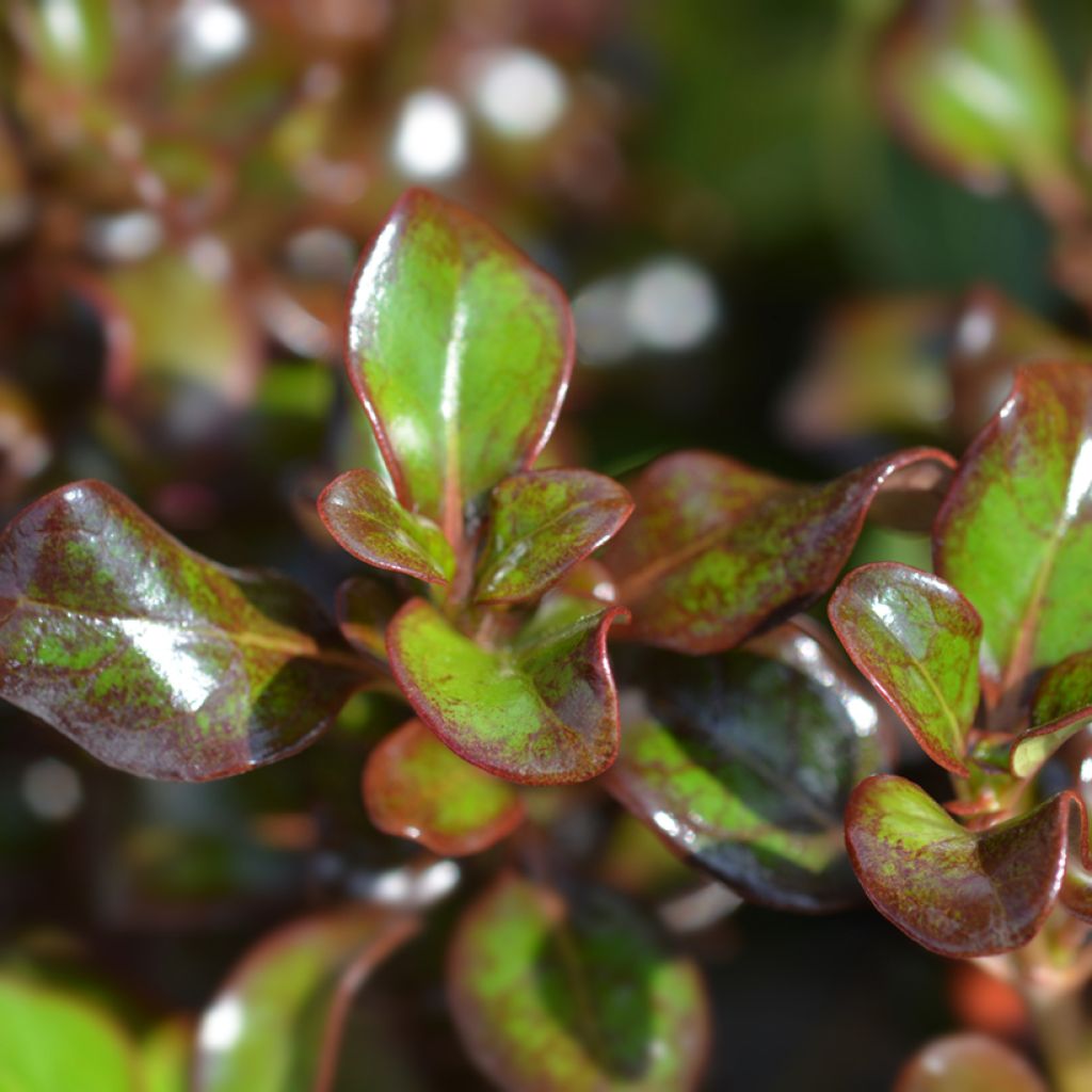 Koprosma Chocolate Soldier