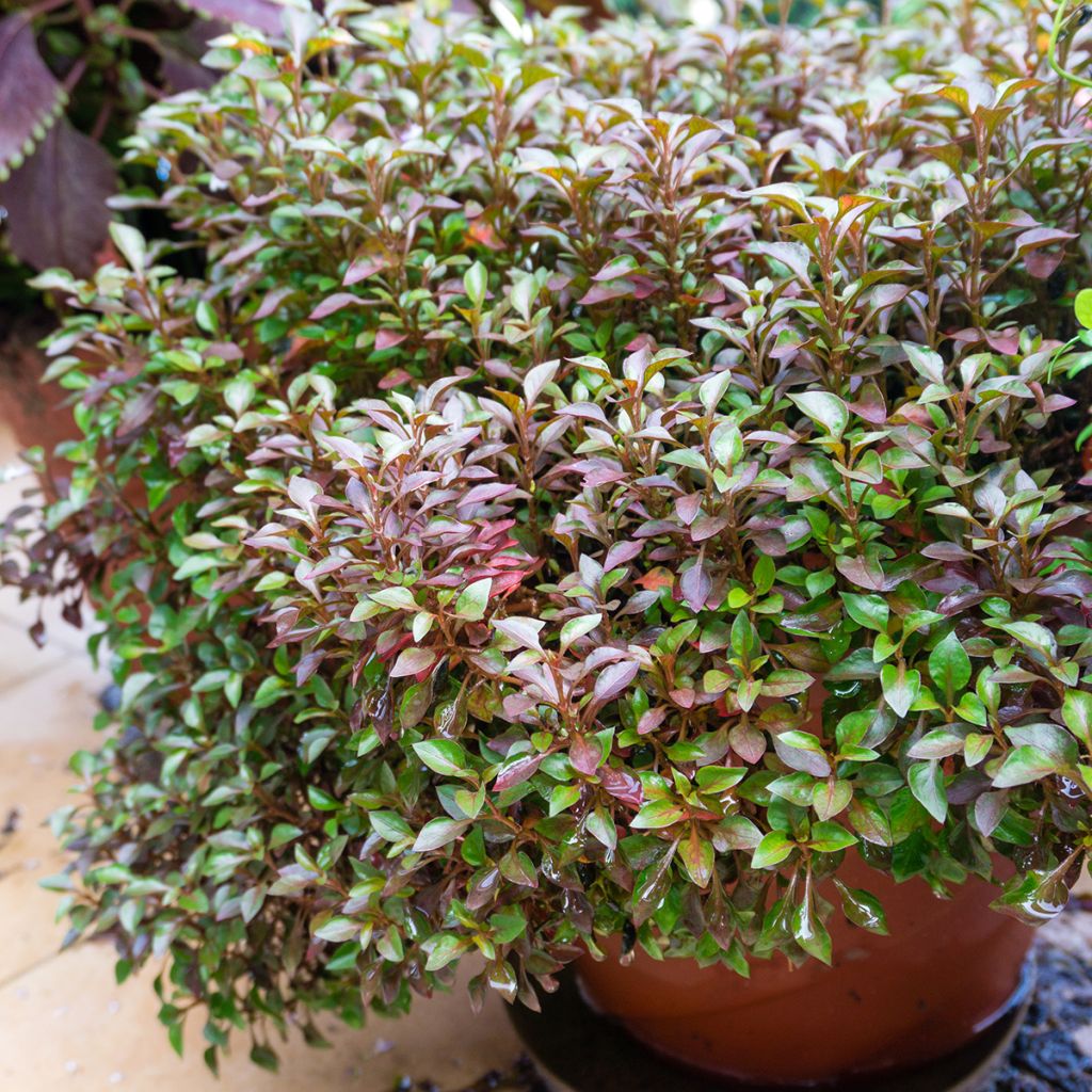 Koprosma Evening Glow