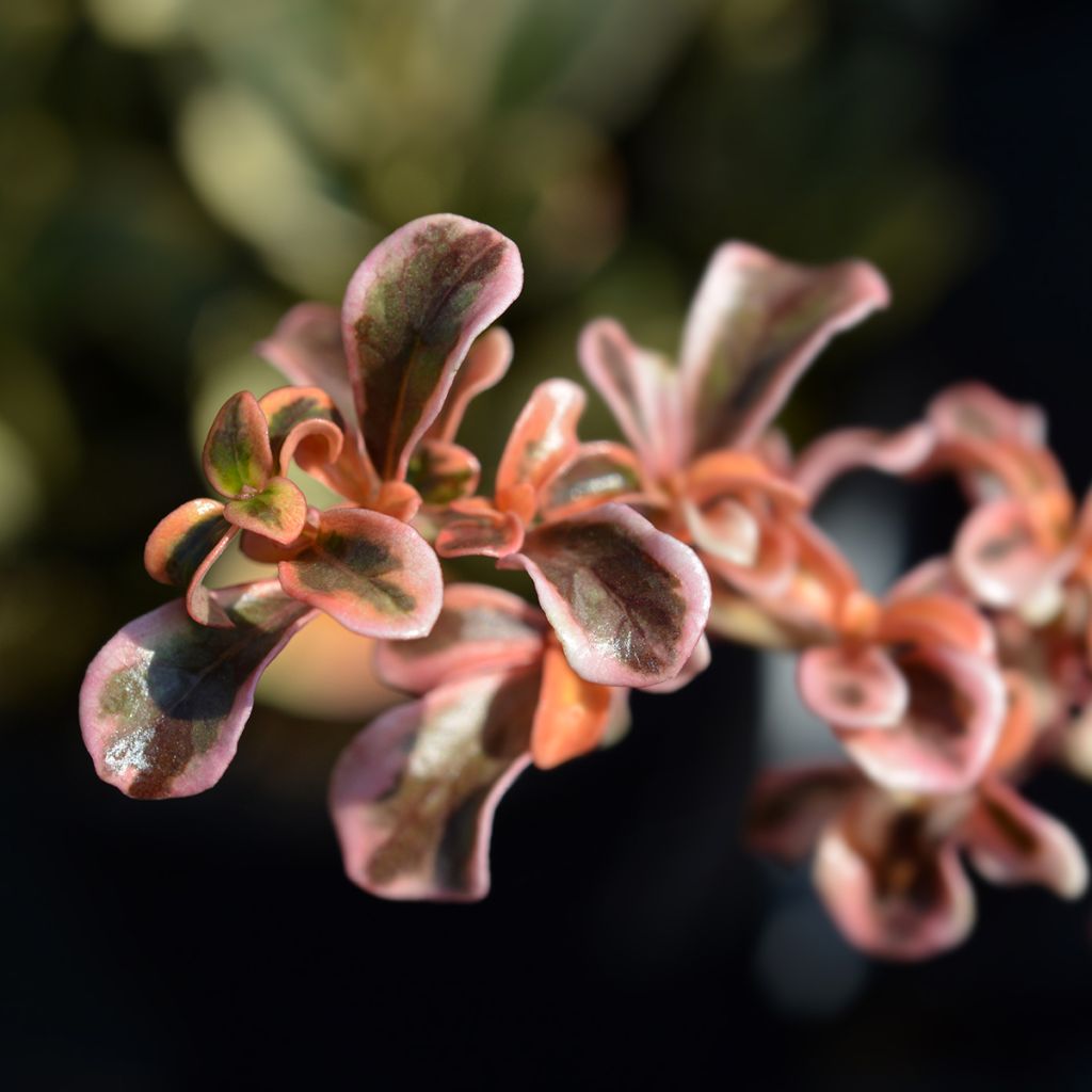 Koprosma Evening Glow