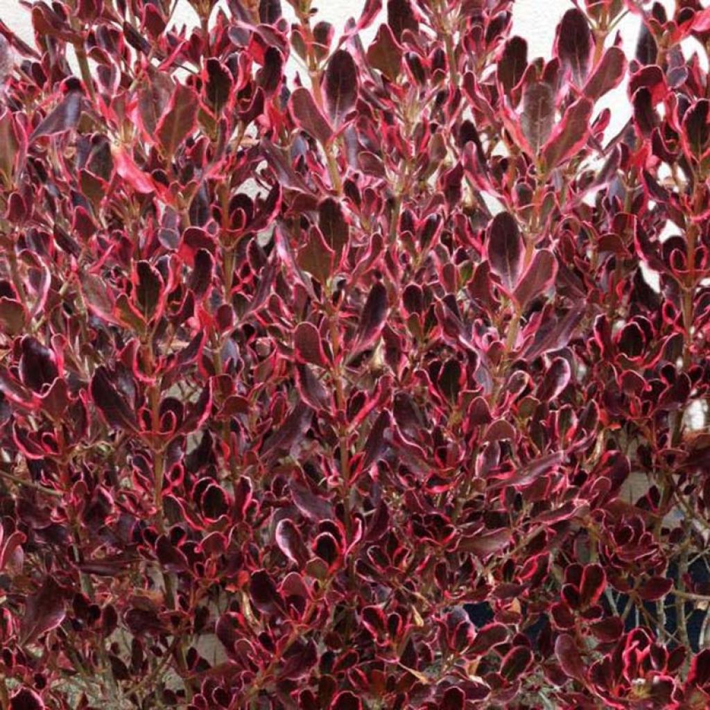 Koprosma Pacific Dawn