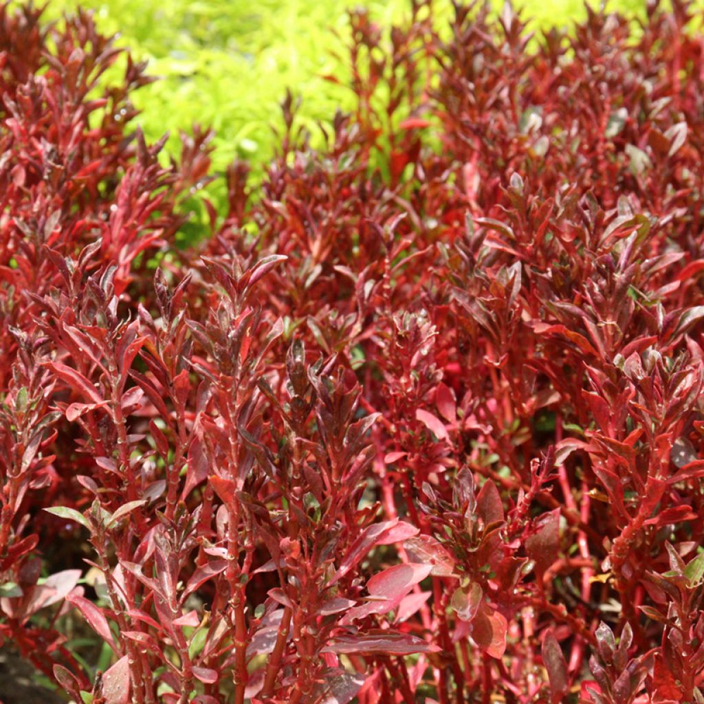 Koprosma Pacific Sunset