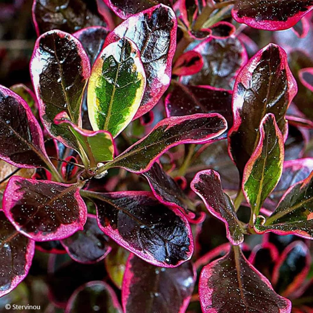 Koprosma Eclipse