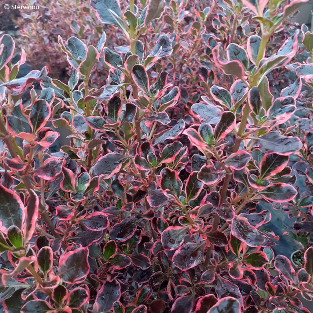 Koprosma Eclipse