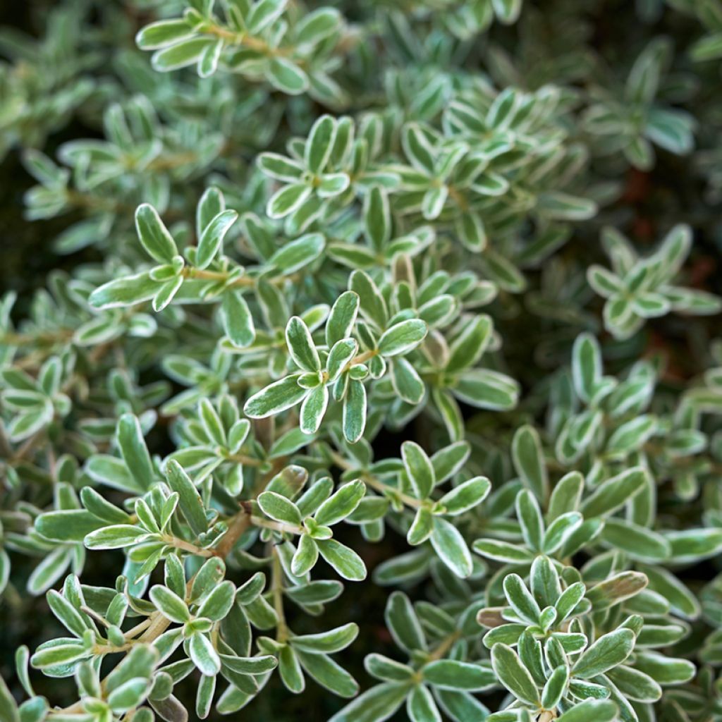 Koprosma variegata