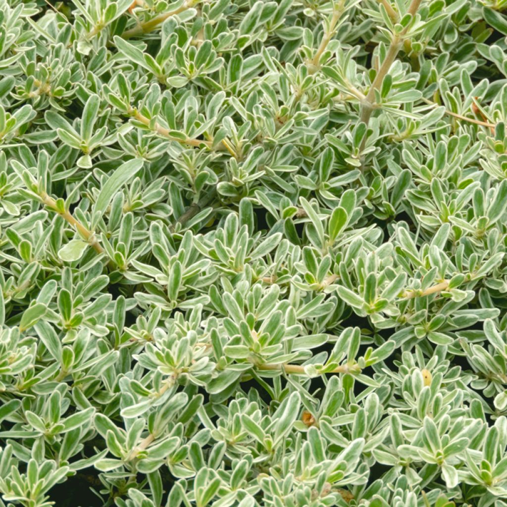Koprosma variegata