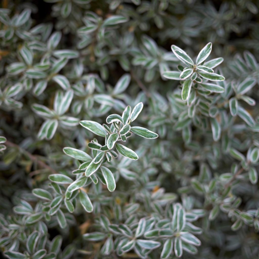 Koprosma variegata