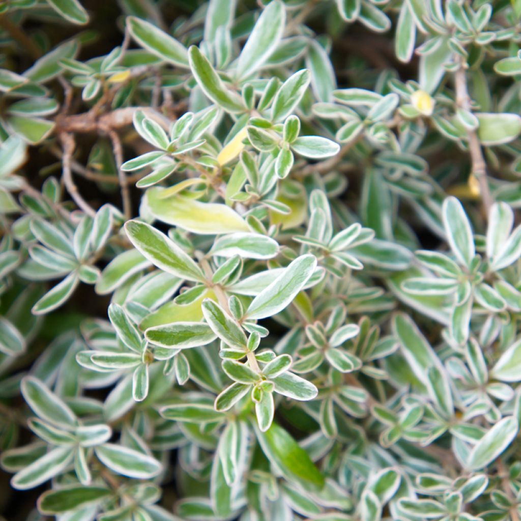 Koprosma variegata
