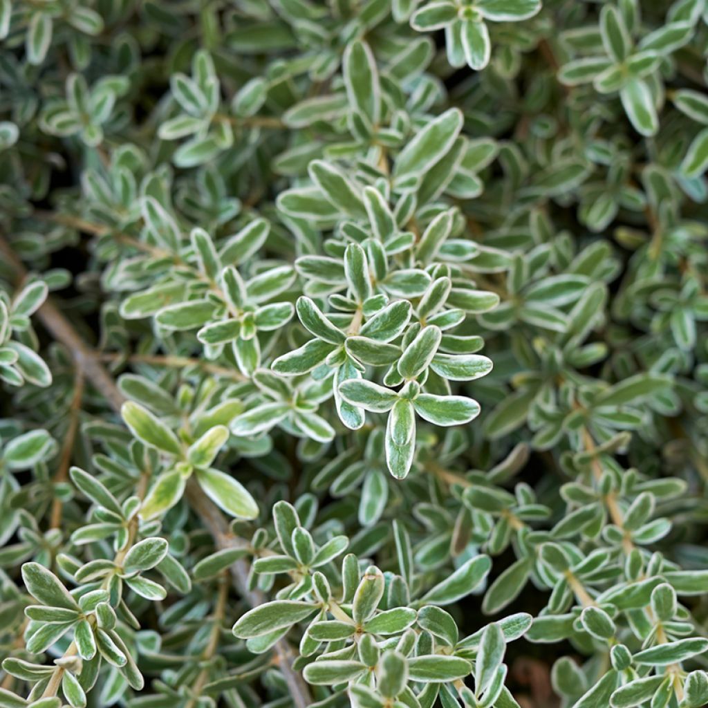 Koprosma variegata