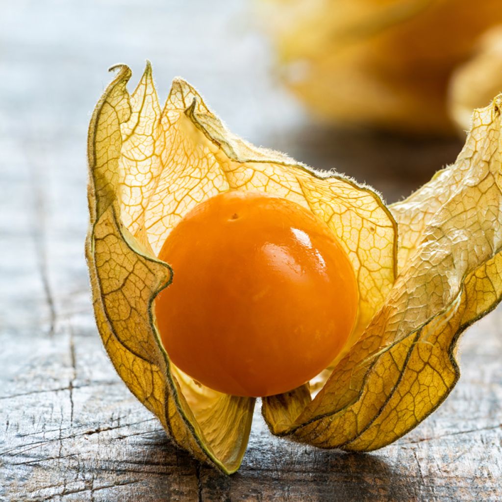 Karviaiskoiso - Vilmorin - Physalis edulis