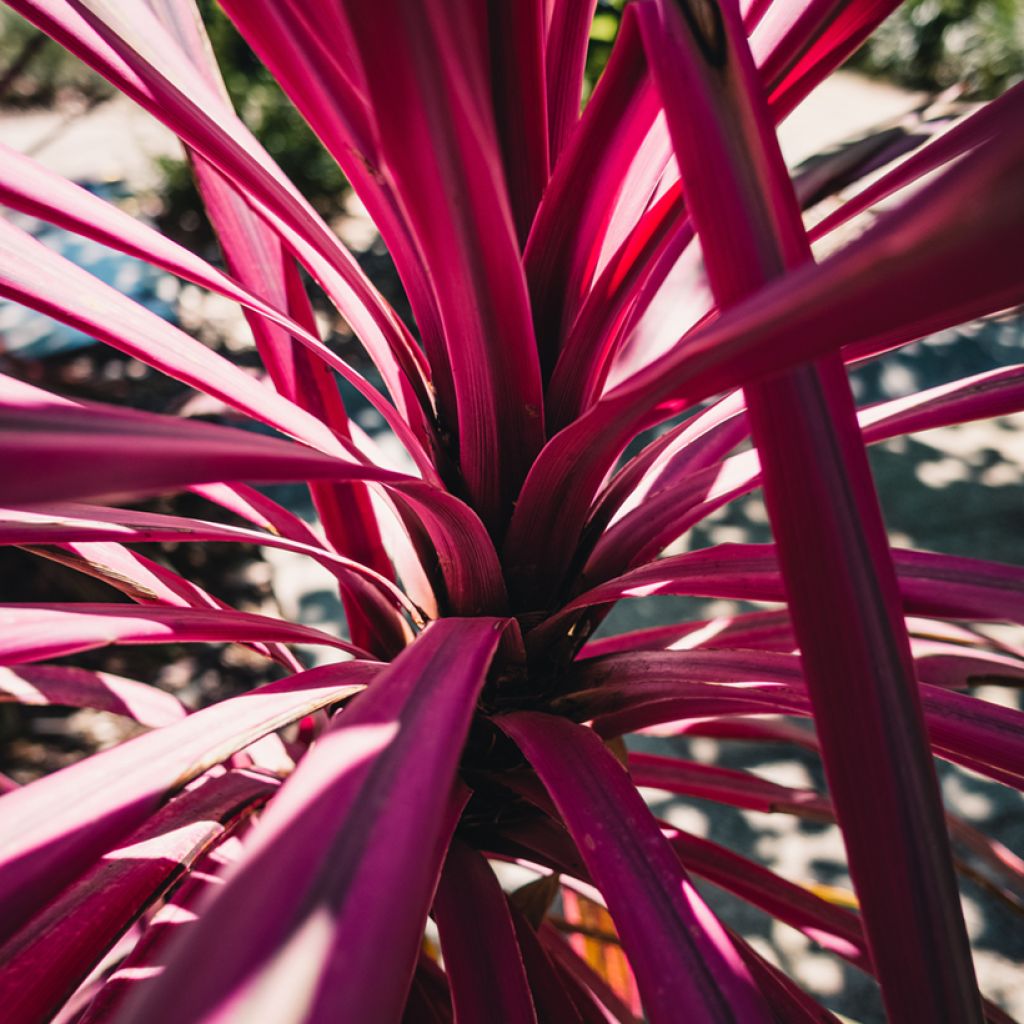 Liljapuut Pink passion