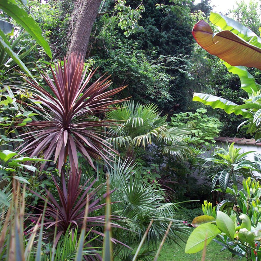 Liljapuut Purpurea