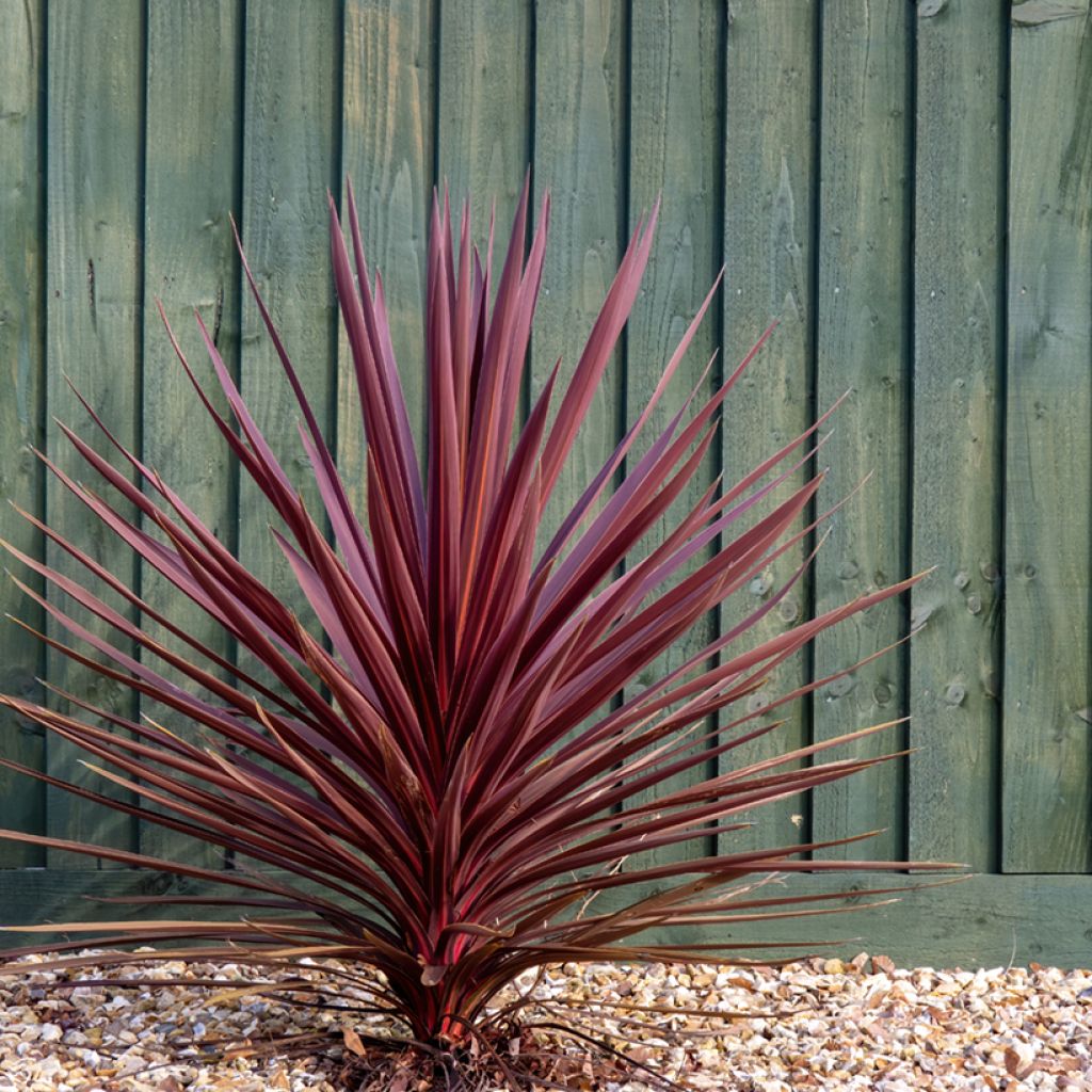 Liljapuut Purpurea
