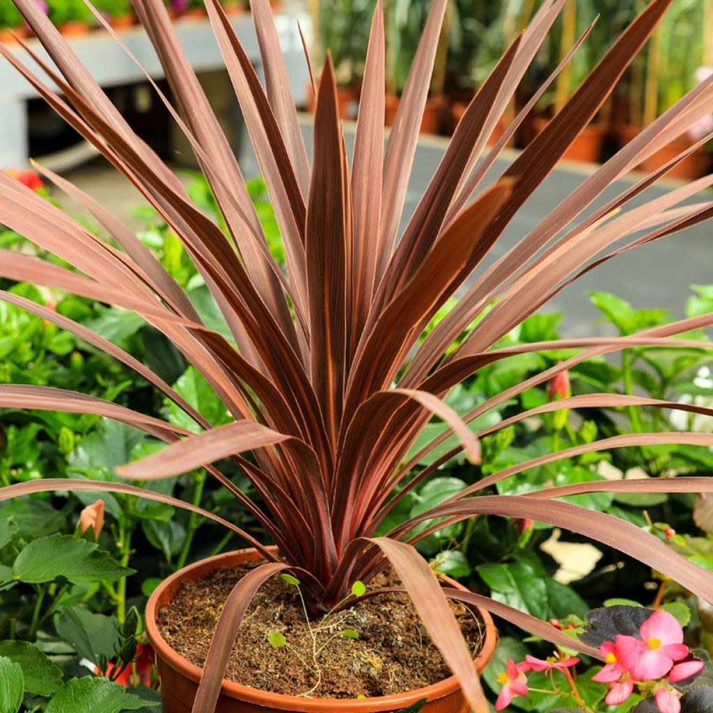Liljapuut Purpurea