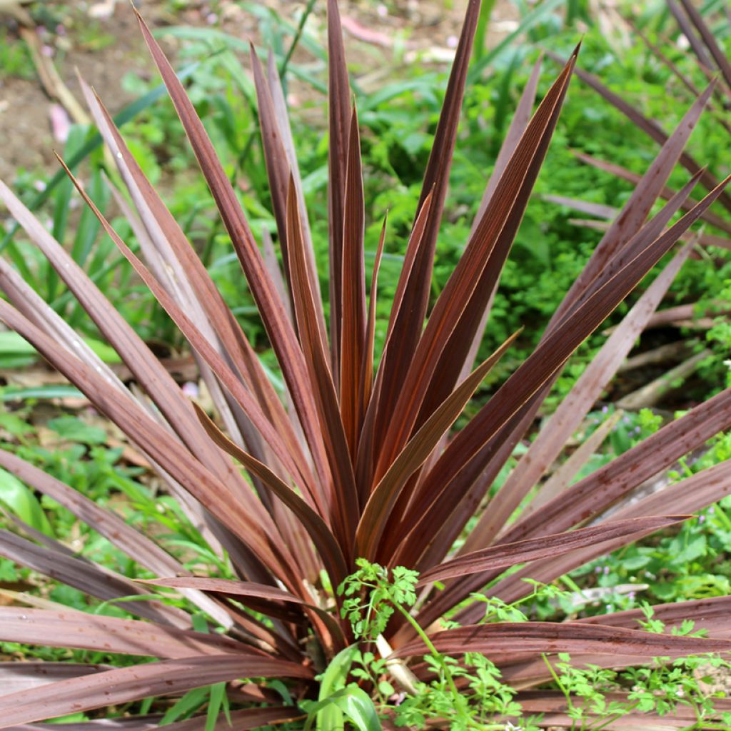 Liljapuut Purpurea