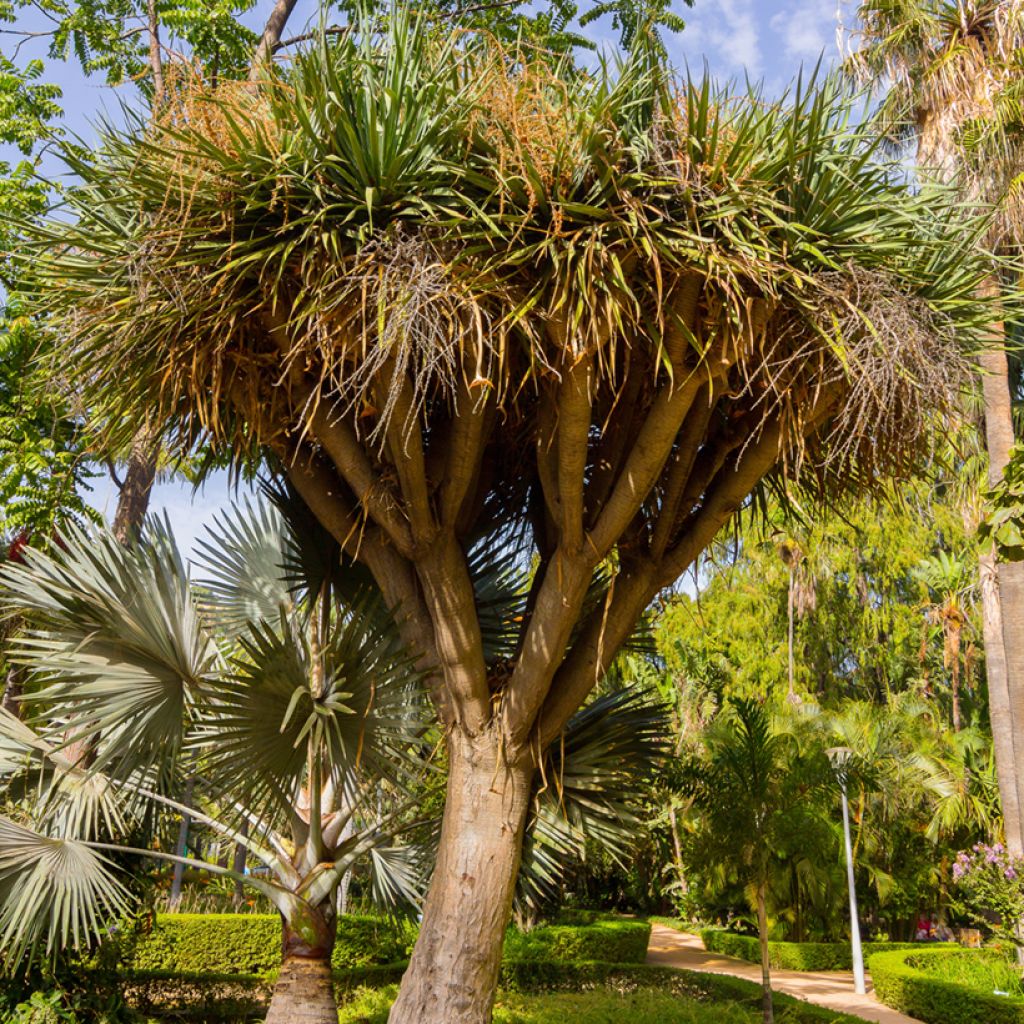 Liljapuut - Cordyline australis