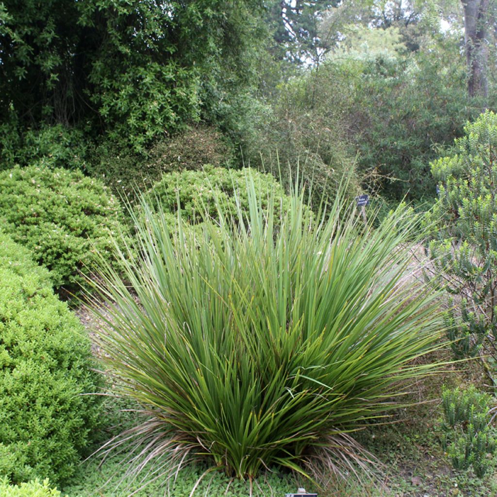 Liljapuut - Cordyline australis