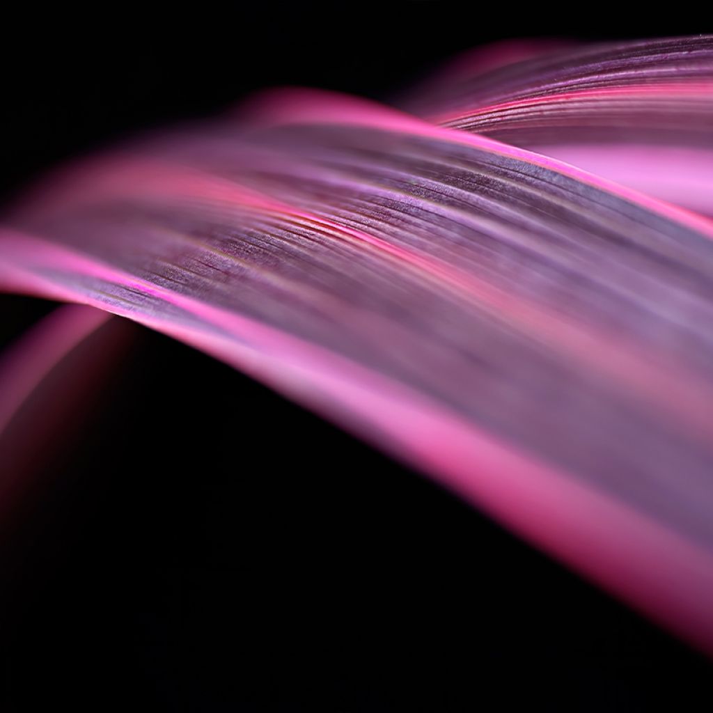 Liljapuut Electric Pink