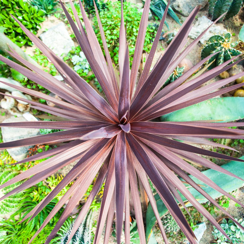 Liljapuut Purpurea (siemenet)
