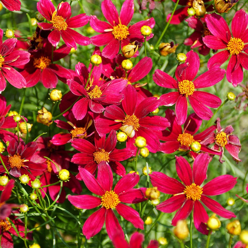 Syyskaunosilmä Red Satin