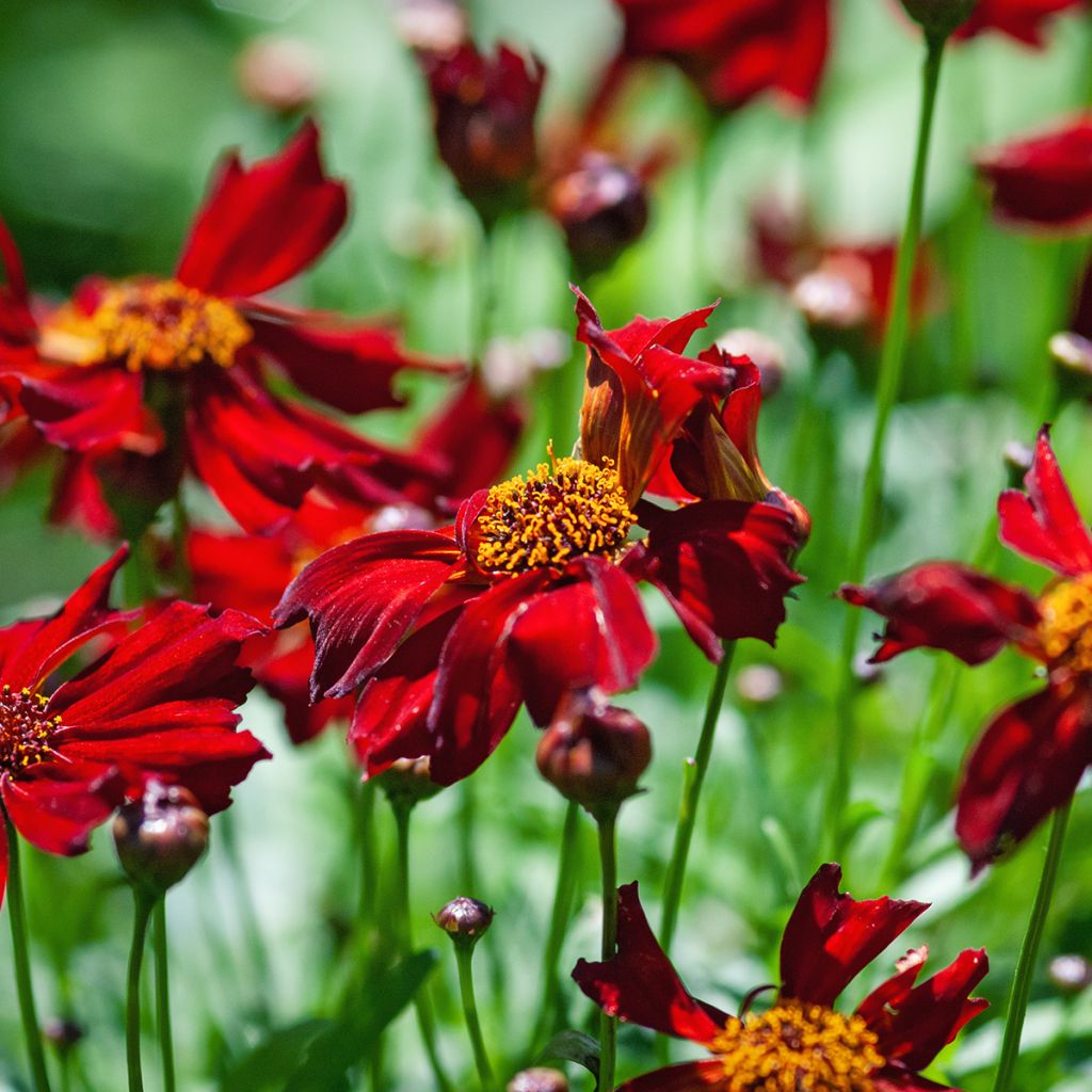 Syyskaunosilmä Red Satin