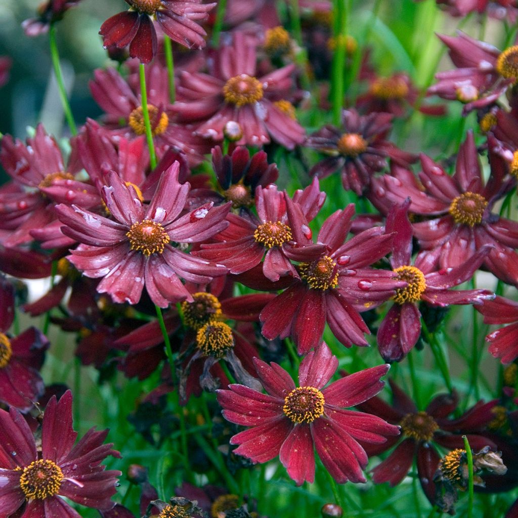 Syyskaunosilmä Ruby Red