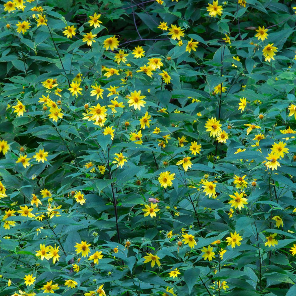 Kaunosilmä - Coreopsis major