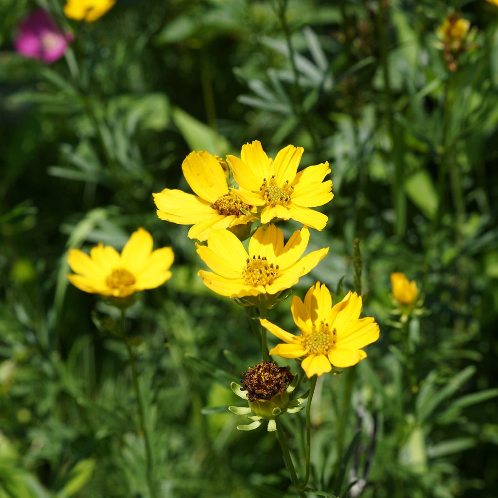 Kaunosilmä - Coreopsis palmata