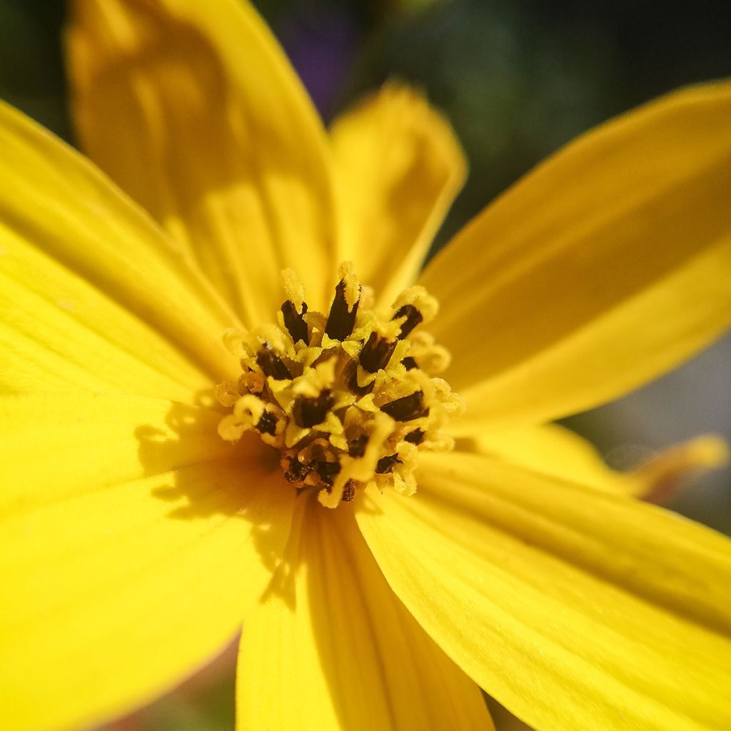 Kaunosilmä - Coreopsis palmata