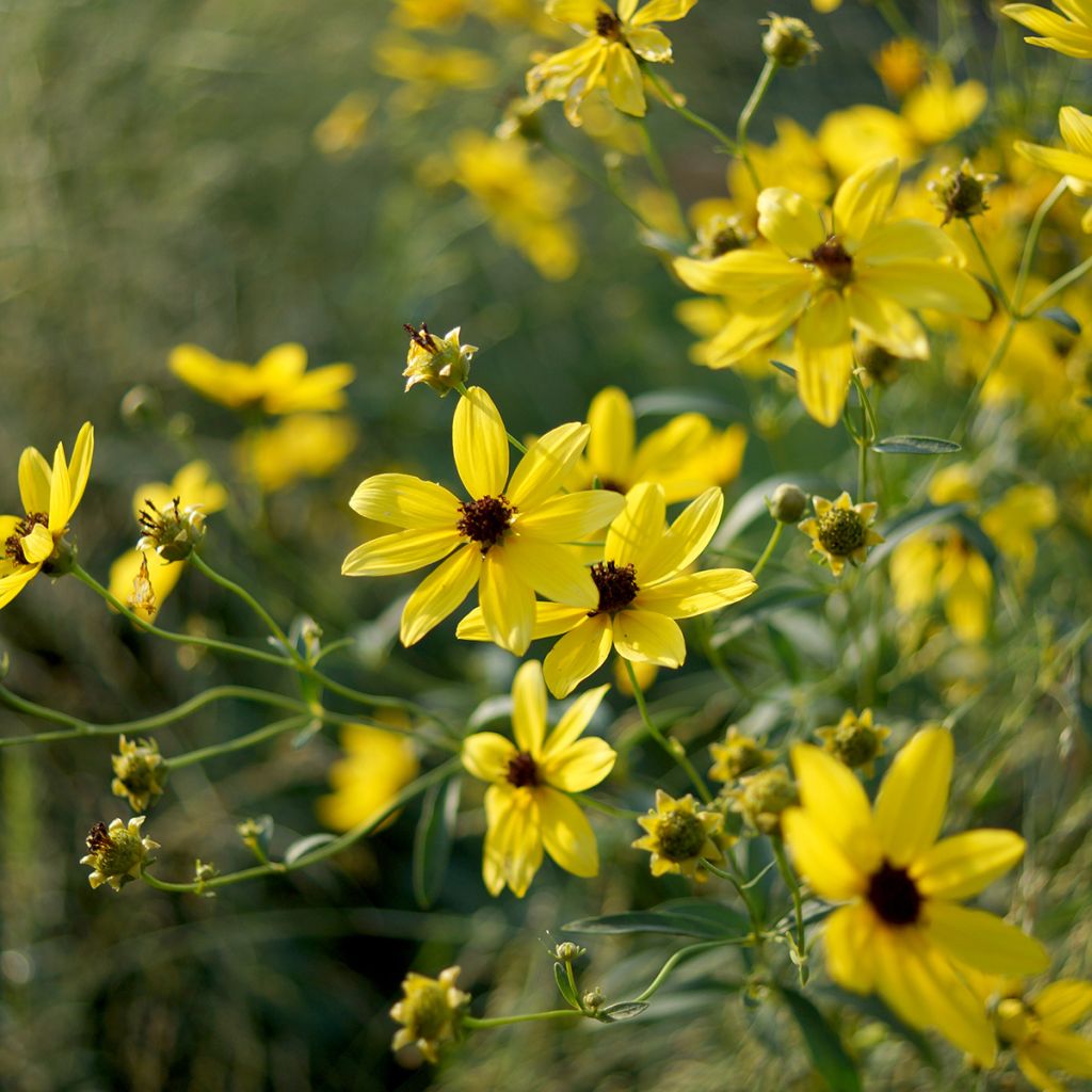 Preeriakaunosilmä - Coreopsis tripteris