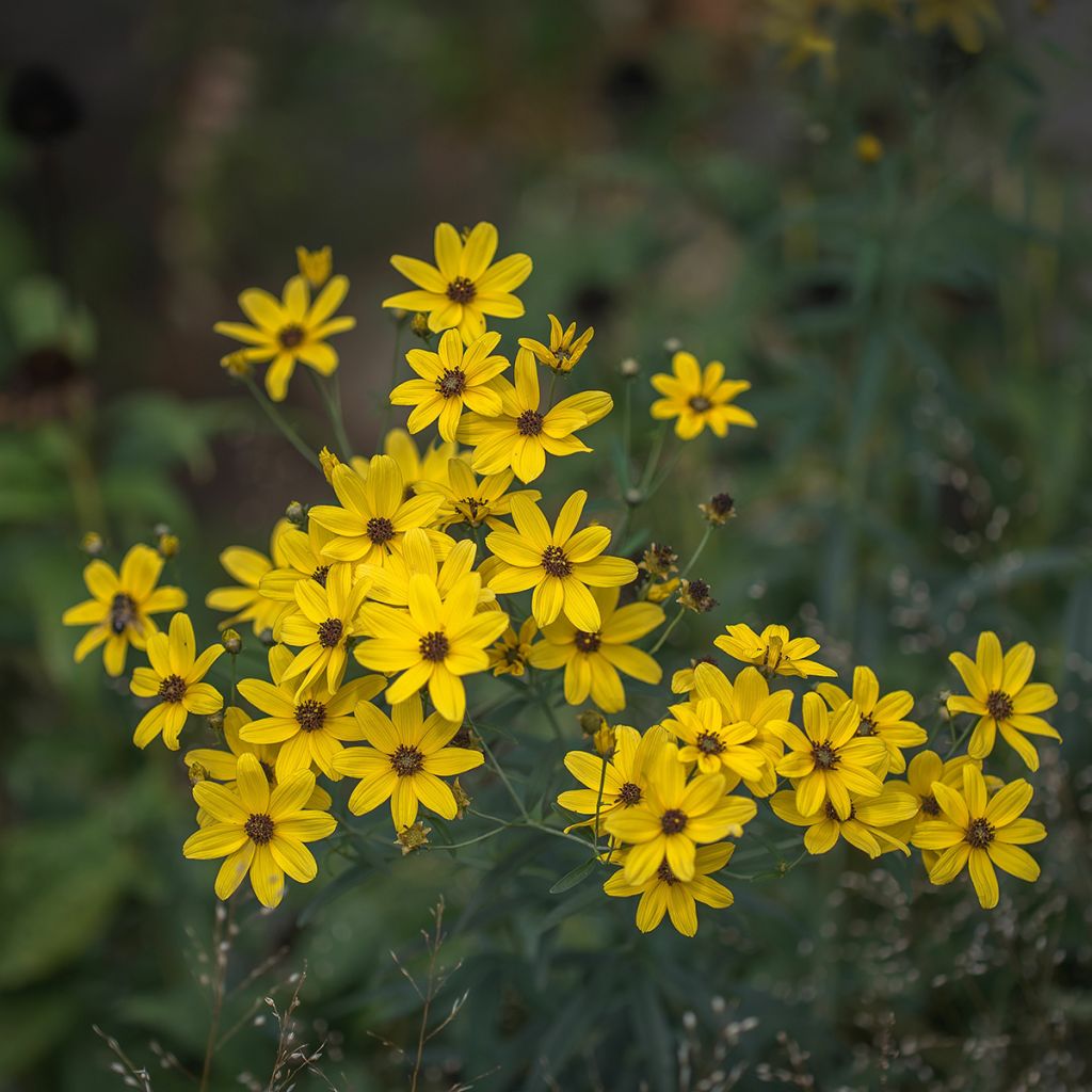 Preeriakaunosilmä - Coreopsis tripteris