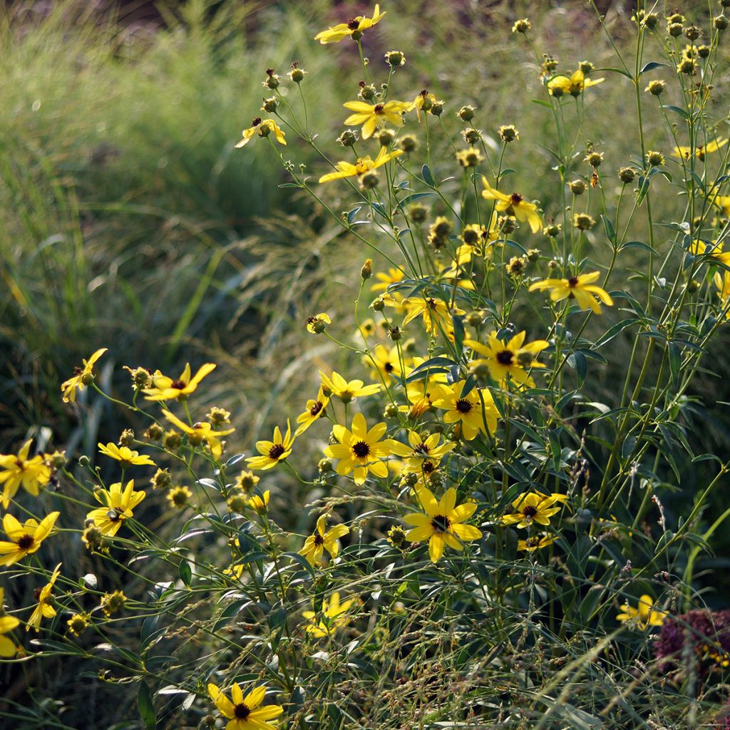 Preeriakaunosilmä - Coreopsis tripteris