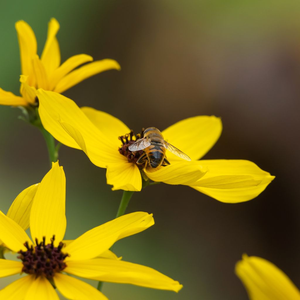 Preeriakaunosilmä - Coreopsis tripteris