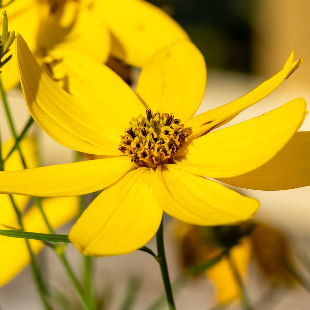 Coreopsis verticillata Zagreb - Coréopsis verticillé