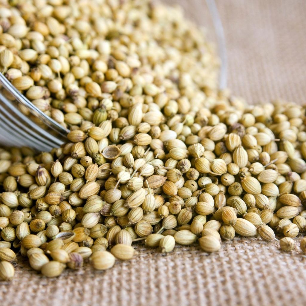 Coriandre cultivée - Coriandrum sativum en plants