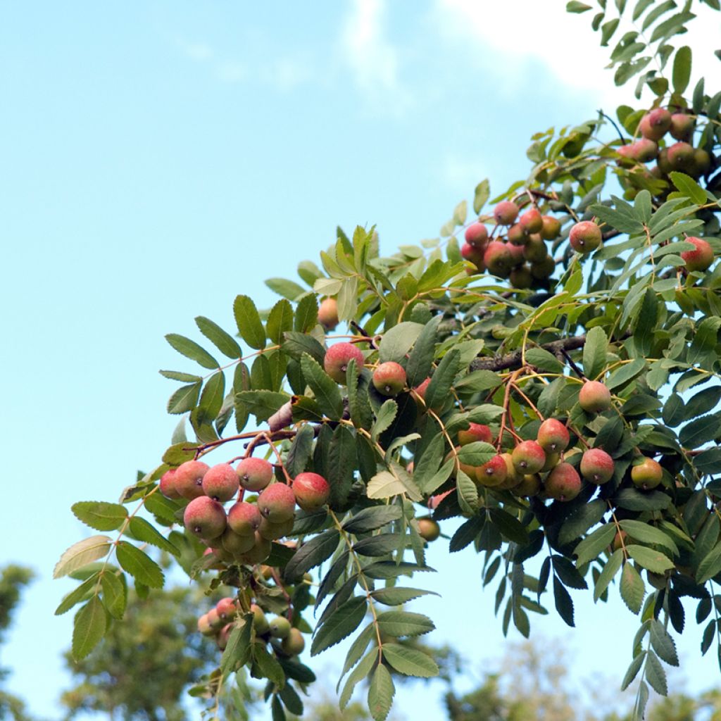 Välimerenpihlaja - Sorbus domestica