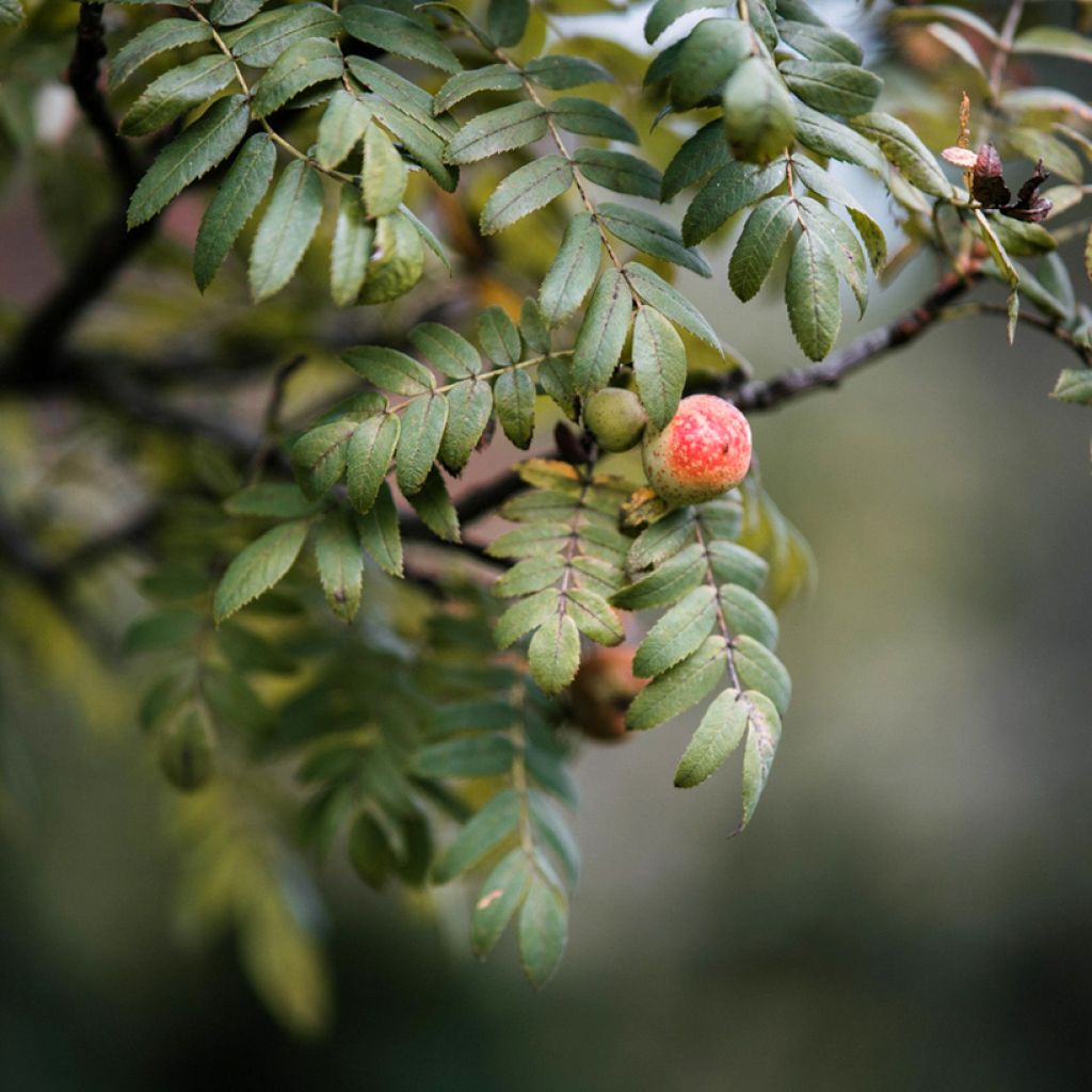 Välimerenpihlaja - Sorbus domestica