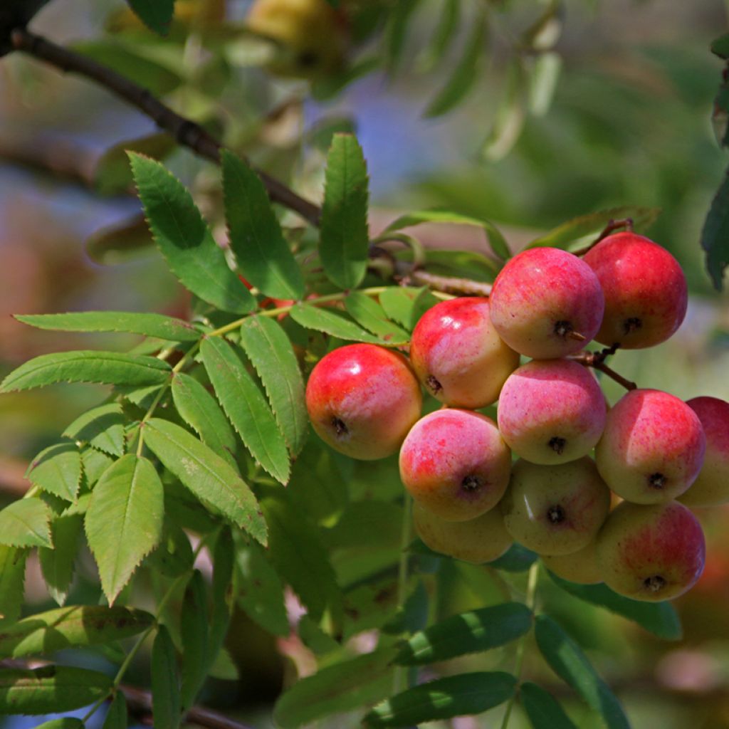 Välimerenpihlaja - Sorbus domestica