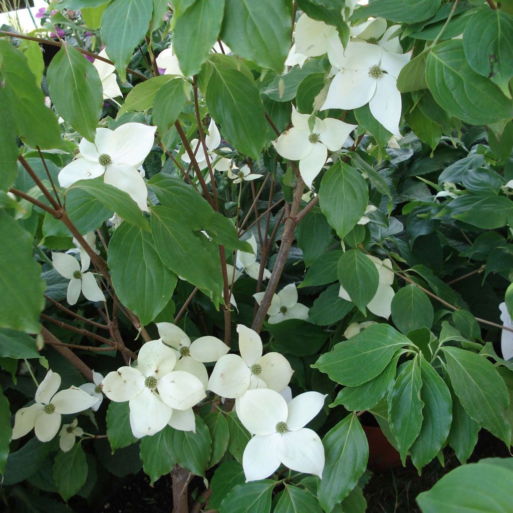 Oregoninkanukka Eddie's White Wonder