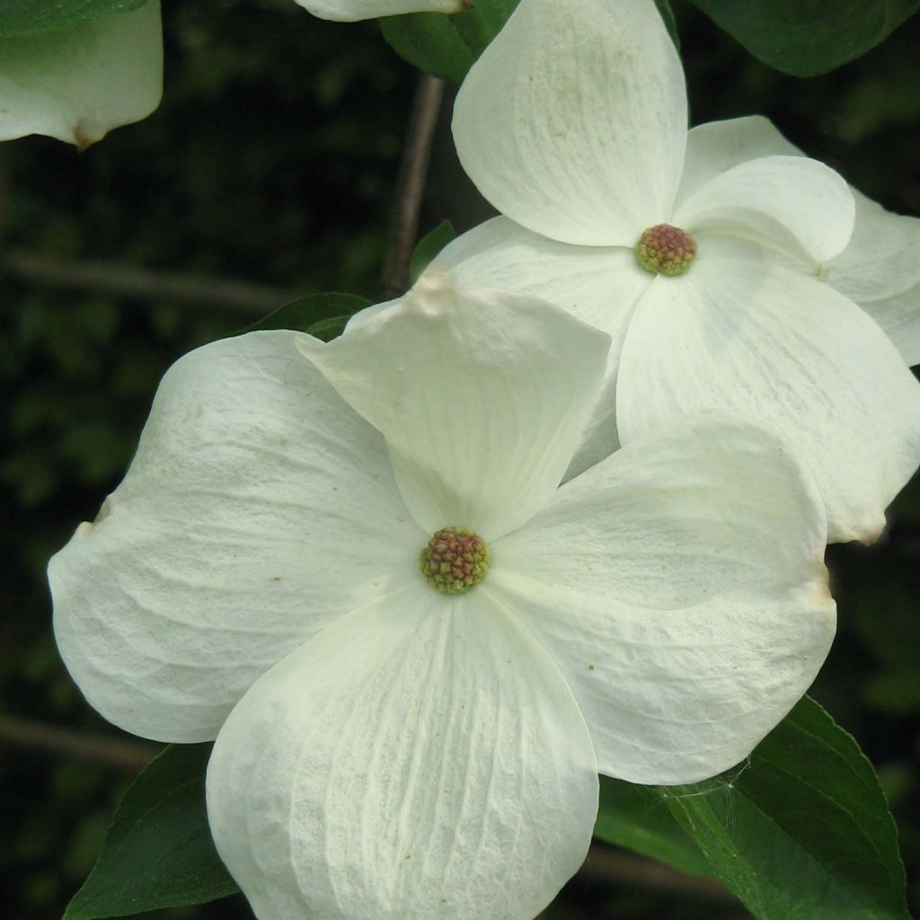 Oregoninkanukka Eddie's White Wonder