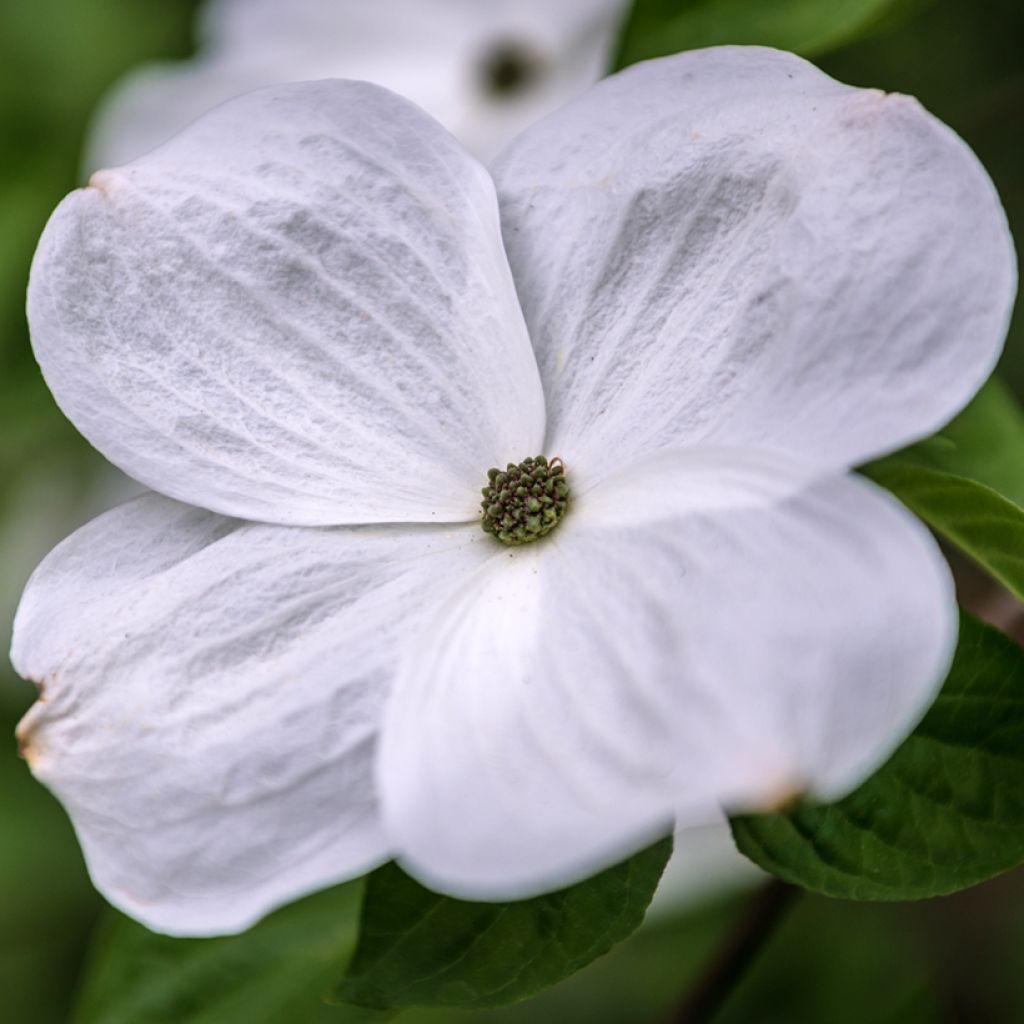 Oregoninkanukka Eddie's White Wonder
