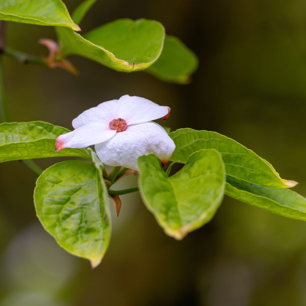 Oregoninkanukka Eddie's White Wonder