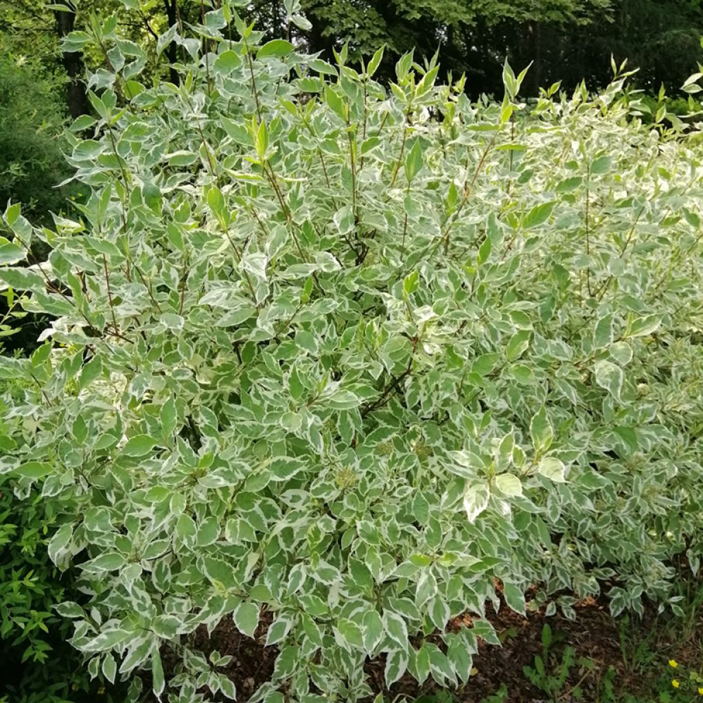 Pensaskanukka Elegantissima