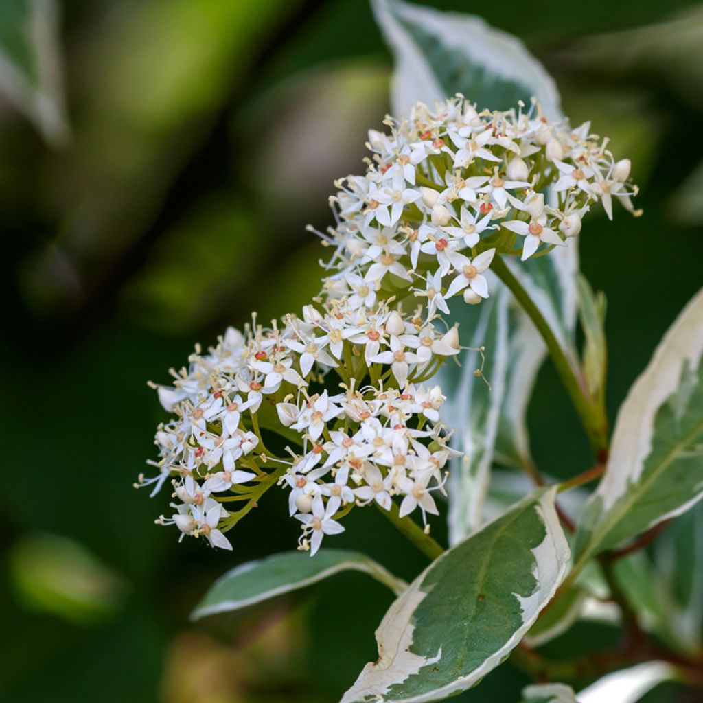 Pensaskanukka Elegantissima